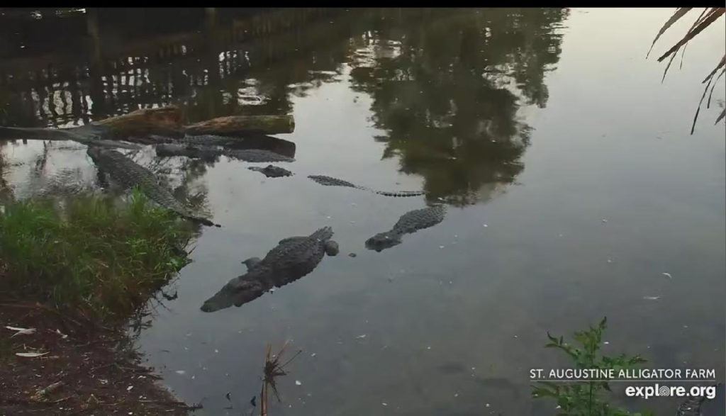 st augustine alligator farm webcam in florida big alligators 